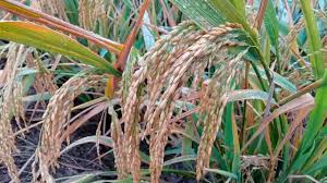 Nettleton School Board discuss educational rice program, effective AI usage