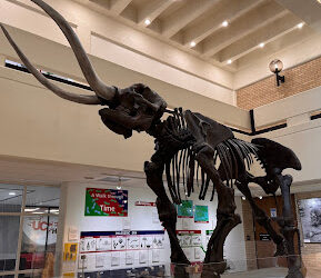 A-State Museum more than just a museum