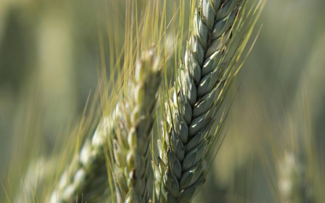 Mental Health Struggles on the Rise for Farmers