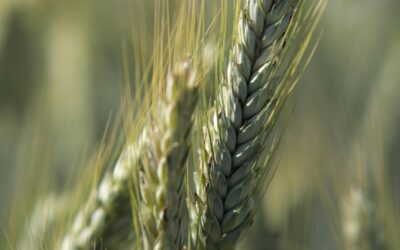 Mental Health Struggles on the Rise for Farmers