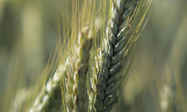 Mental Health Struggles on the Rise for Farmers